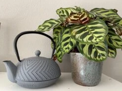 Bredemeijer Theepot Fujian 1.2L Met Filter Warm Grijs -Tafelwaren Verkoop 1200x899 10